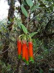 : - Macleania macrantha