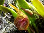 :-Masdevallia bonplandii