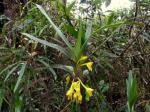 : - Ornithidium serrulatum