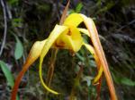 : - Maxillaria lepidota