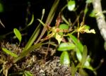 : - Odontoglossum aspidorhinum