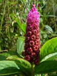 : - Phytolacca bogotensis