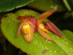 :-Pleurothallis bivalvis