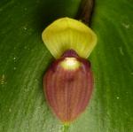 : - Pleurothallis imperialis