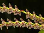 : - Stelis pilifera