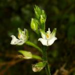 : - Ponthieva racemosa