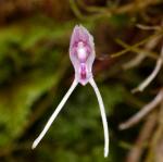 : - Porroglossum hoeijeri