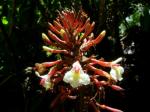 : - Renealmia sessilifolia