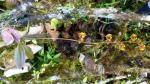 : - Sigmatostalix picta