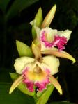 :-Sobralia gloriosa