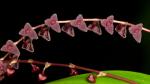 : - Stelis argentata