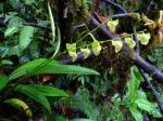 : - Stelis nanegalensis