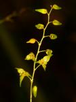 : - Trichosalpinx arbuscula