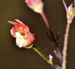 : - Scrophularia californica