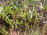 Wasser-Knöterich - Polygonum amphibium