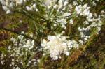 : - Pseudognaphalium californicum