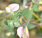 : - Acmispon americanus