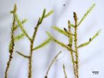 : - Scleropodium cespitans