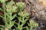 : - Sedum cockerellii