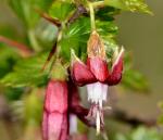 : - Ribes roezlii