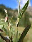 : - Polygonum douglasii