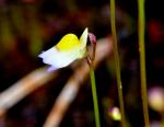 : - Utricularia bisquamata