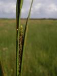 Wasser-Segge - Carex aquatilis