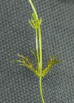 : - Chara vulgaris var. longibracteata