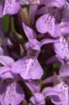 :-Dactylorhiza praetermissa var. junialis