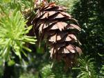 Douglasie - Pseudotsuga menziesii