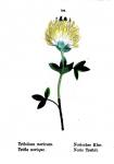 Norischer Klee - Trifolium noricum