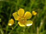 Scharfer Hahnenfuß - Ranunculus acris