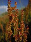 Kleiner Sauerampfer - Rumex acetosella