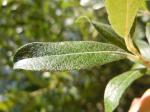 : - Salix bebbiana