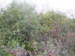 : - Salix lutea