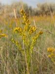 : - Solidago missouriensis