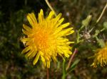 Raue Gänsedistel - Sonchus asper