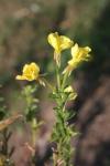 Gemeine Nachtkerze - Oenothera biennis
