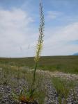 : - Stanleya viridiflora