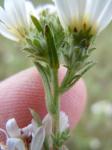 : - Symphyotrichum falcatum