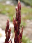 : - Deschampsia atropurpurea