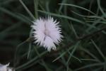 Feder-Nelke - Dianthus plumarius