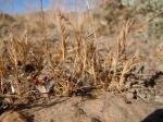 : - Vulpia microstachys
