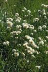 : - Eriophorum chamissonis
