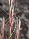 : - Stipa thurberiana