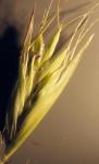 : - Danthonia parryi