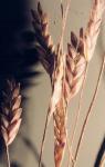 Purpur-Liebesgras - Eragrostis spectabilis