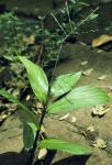 : - Pharus lappulaceus