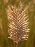 Kamm-Quecke - Agropyron cristatum