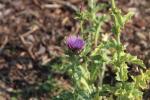 Gemeine Mariendistel - Silybum marianum